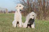 BEDLINGTON TERRIER 174